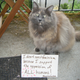 Illustration for article titled Confused Cats Against Feminism